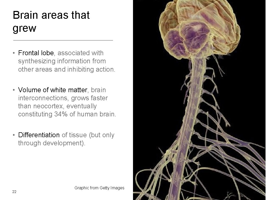 Brain areas that grew • Frontal lobe, associated with synthesizing information from other areas