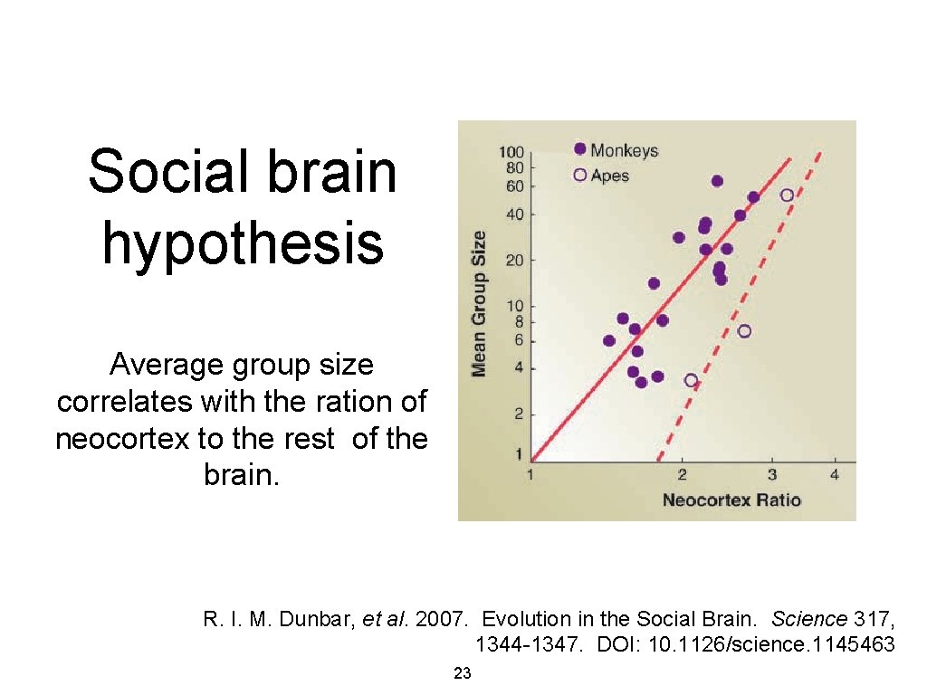 Social brain hypothesis Average group size correlates with the ration of neocortex to the