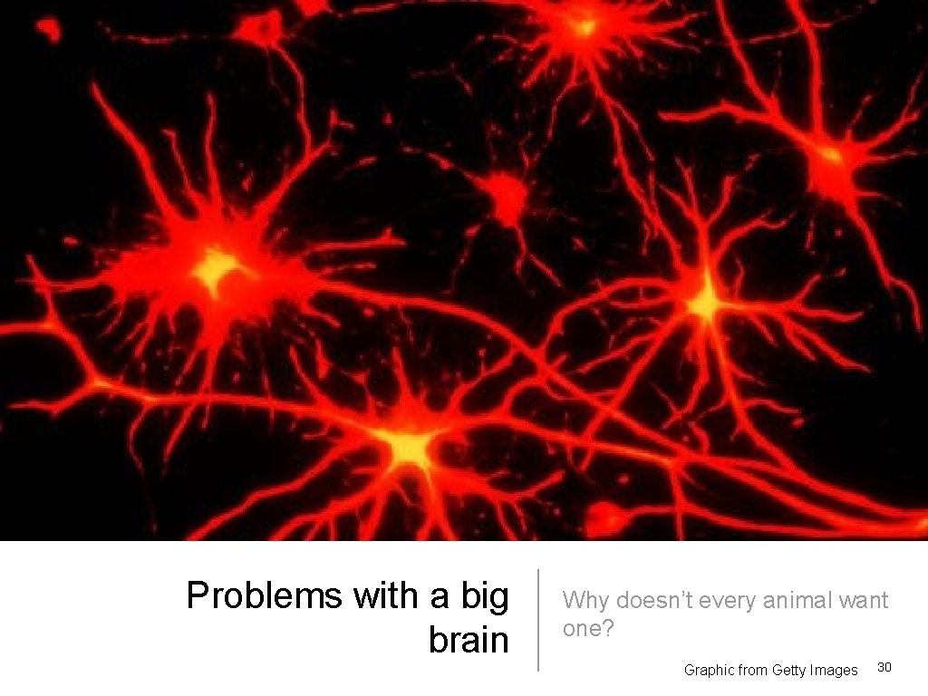 Problems with a big brain Why doesn’t every animal want one? Graphic from Getty