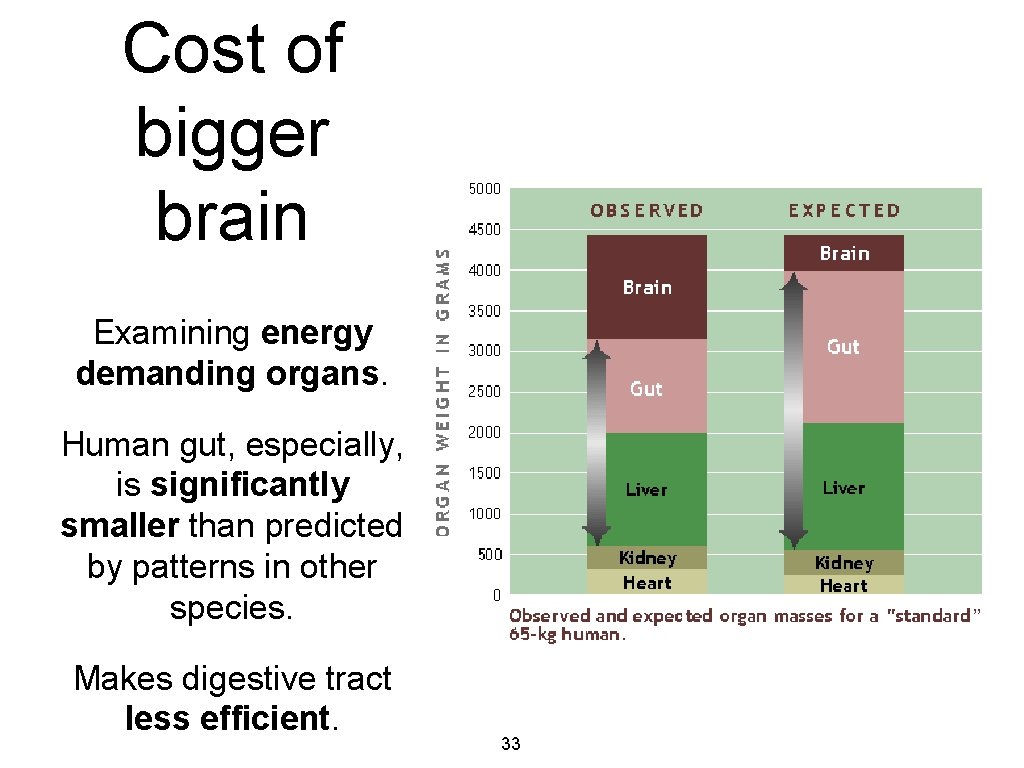 Cost of bigger brain Examining energy demanding organs. Human gut, especially, is significantly smaller