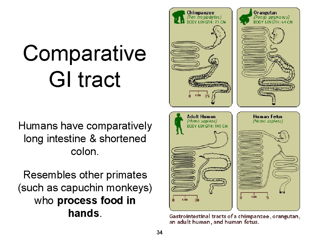 Comparative GI tract Humans have comparatively long intestine & shortened colon. Resembles other primates