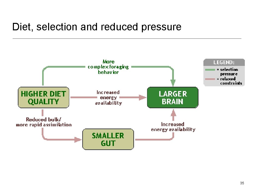 Diet, selection and reduced pressure 35 
