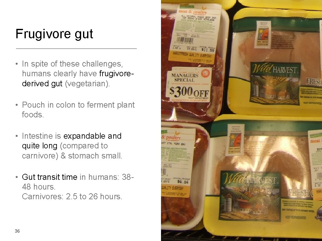 Frugivore gut • In spite of these challenges, humans clearly have frugivorederived gut (vegetarian).