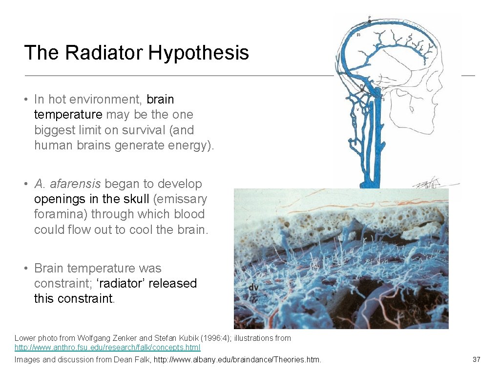The Radiator Hypothesis • In hot environment, brain temperature may be the one biggest