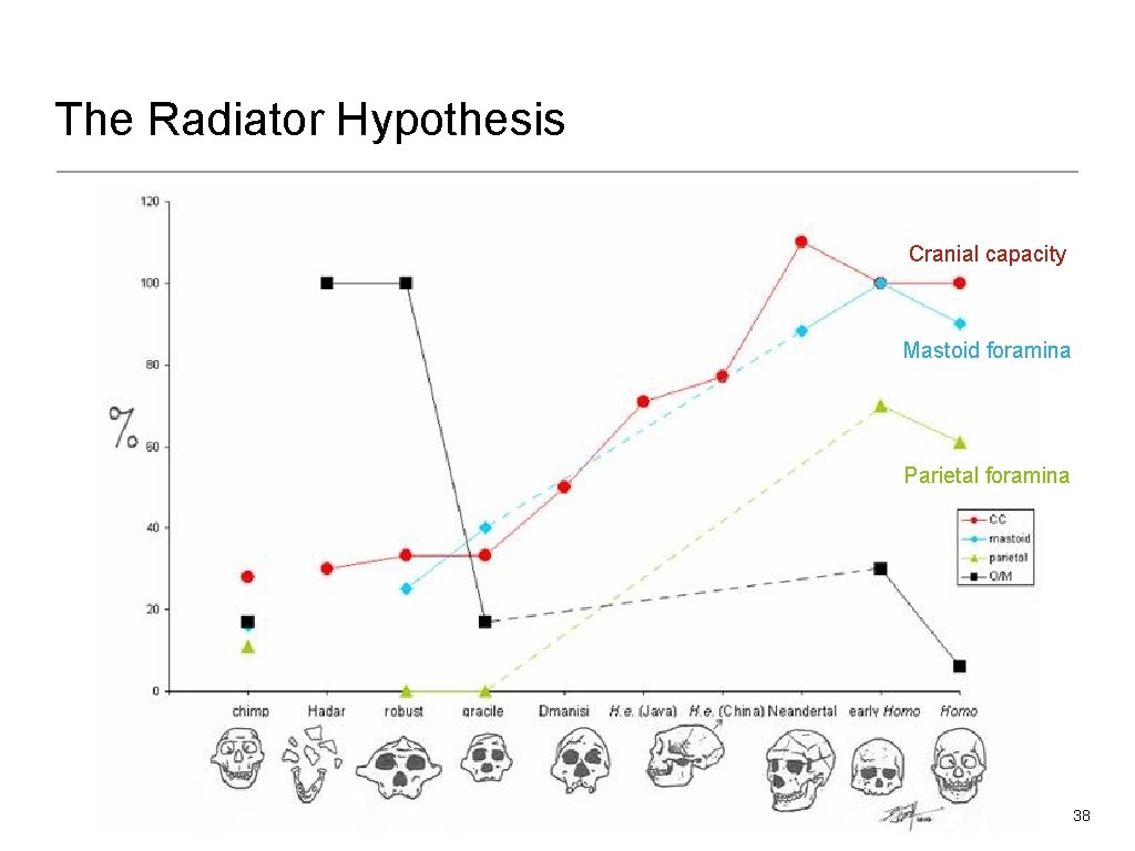 The Radiator Hypothesis Cranial capacity Mastoid foramina Parietal foramina 38 