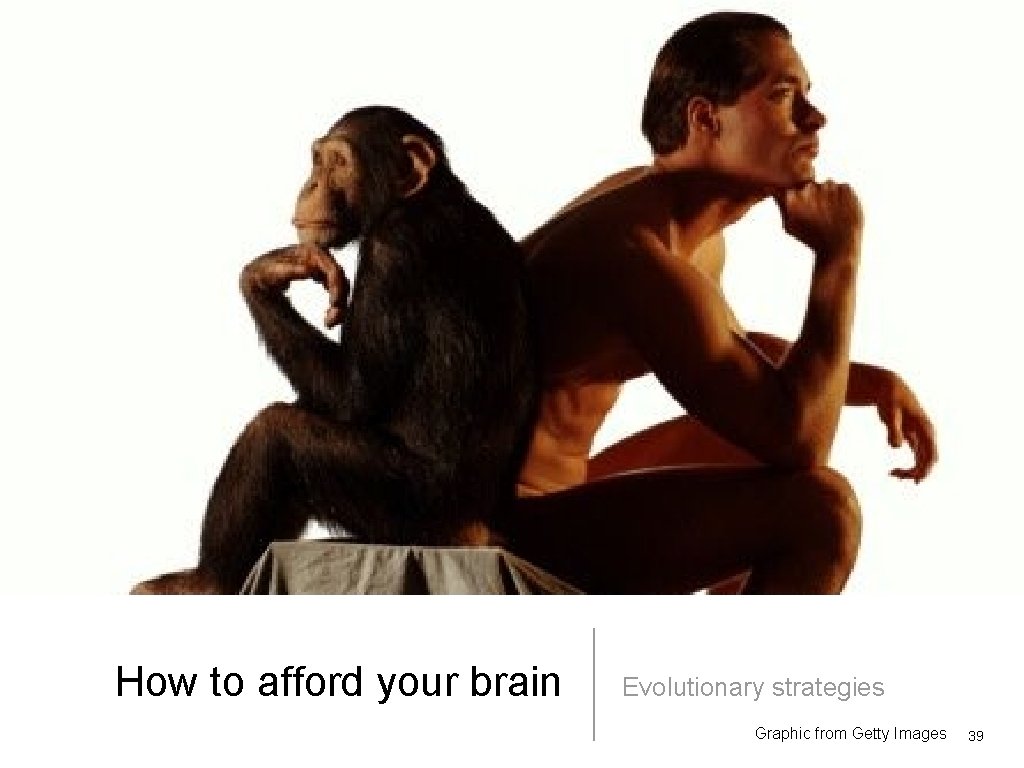 How to afford your brain Evolutionary strategies Graphic from Getty Images 39 