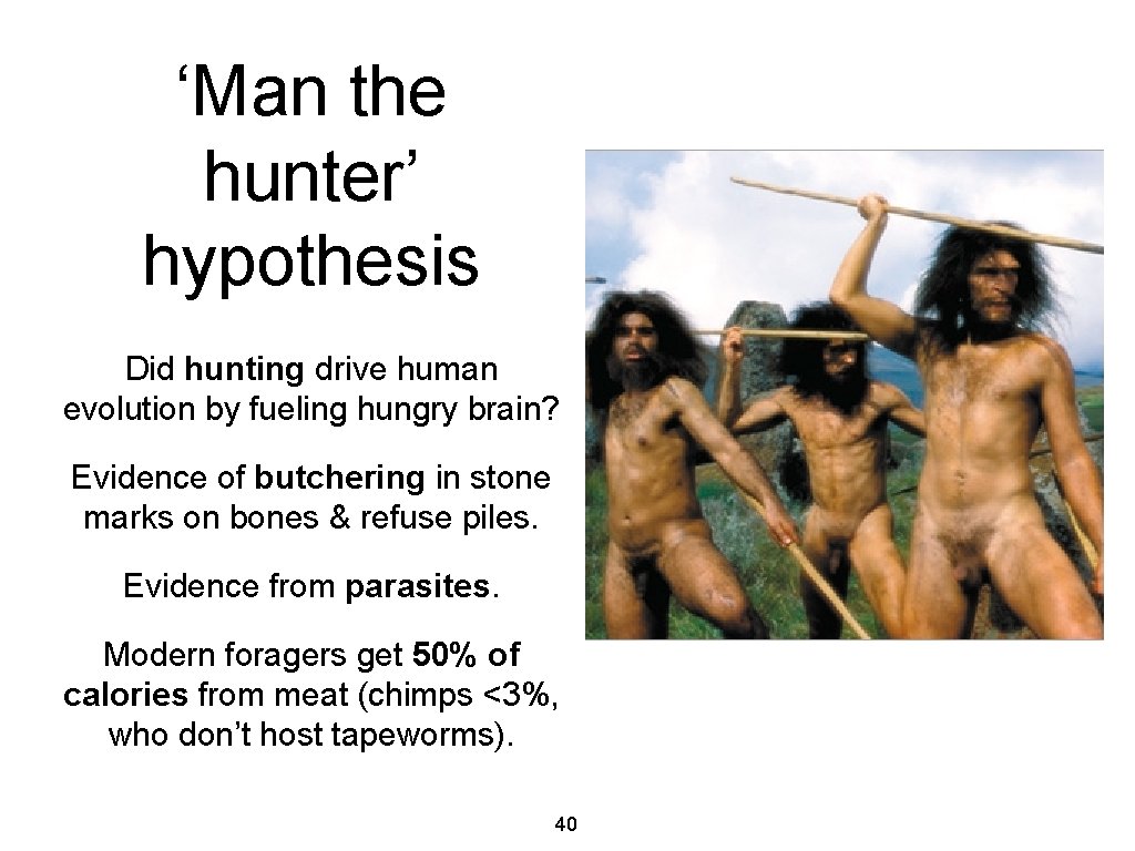 ‘Man the hunter’ hypothesis Did hunting drive human evolution by fueling hungry brain? Evidence
