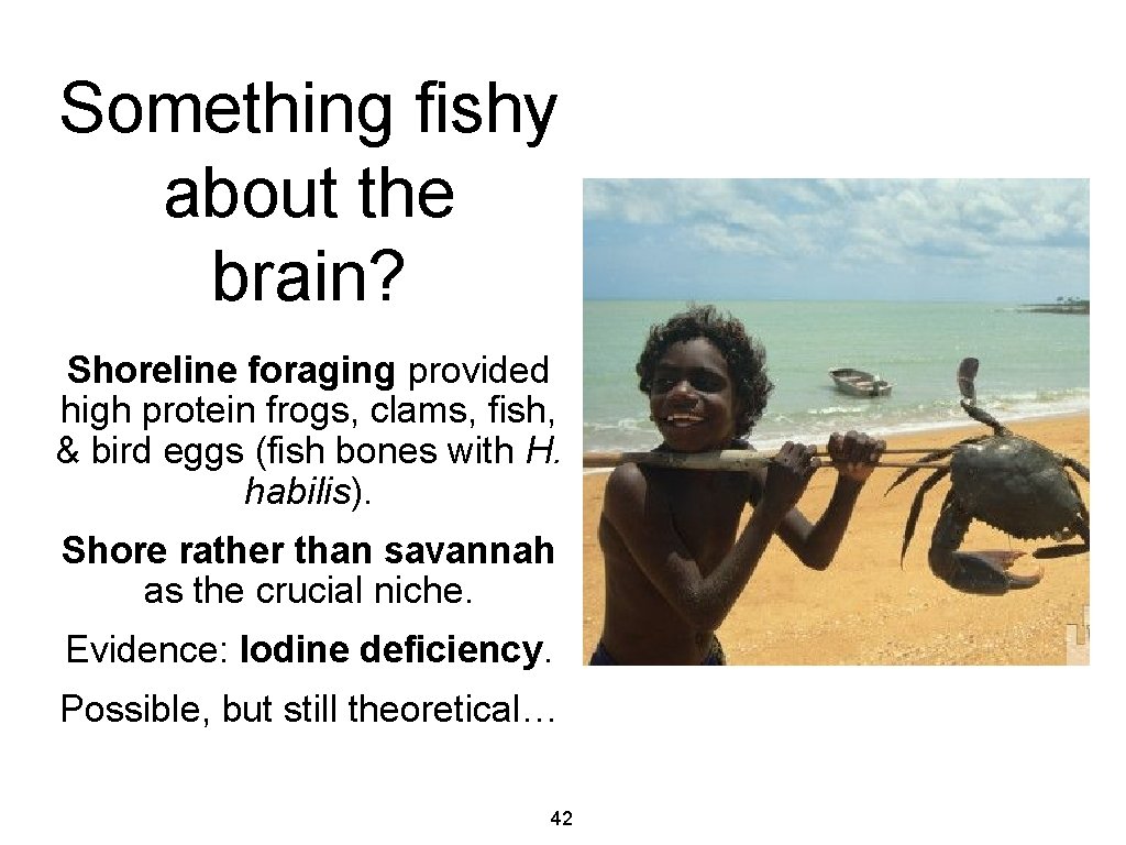 Something fishy about the brain? Shoreline foraging provided high protein frogs, clams, fish, &