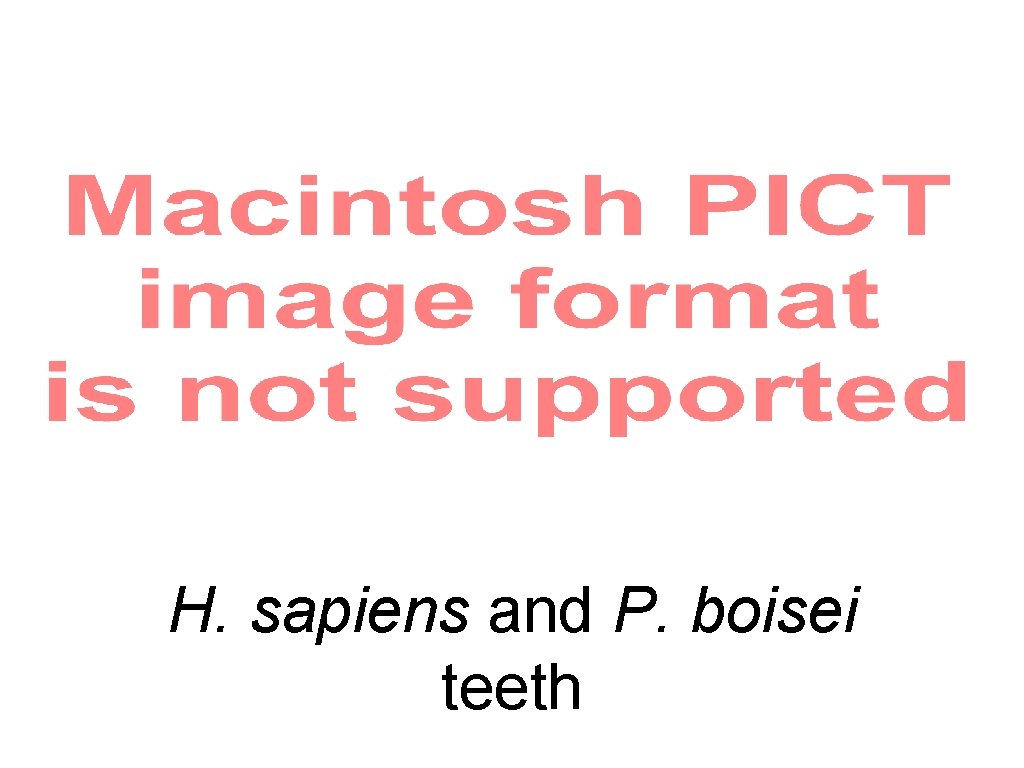 H. sapiens and P. boisei teeth 