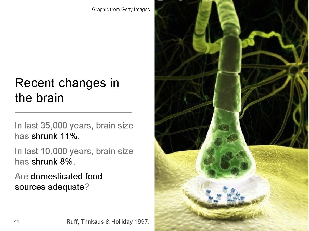 Graphic from Getty Images Recent changes in the brain In last 35, 000 years,
