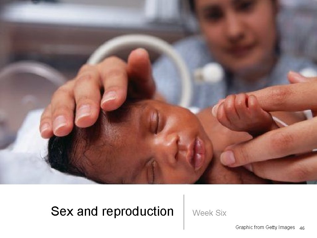 Sex and reproduction Week Six Graphic from Getty Images 46 