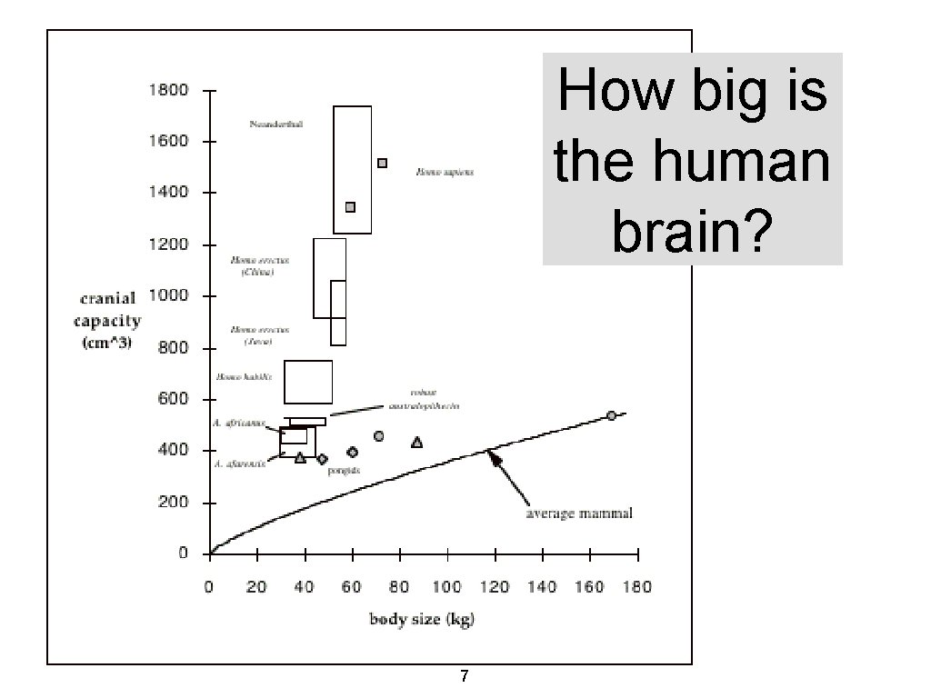 How big is the human brain? 7 