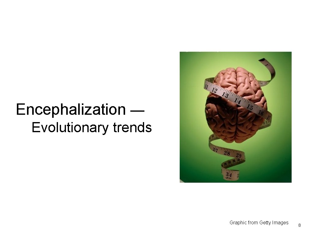 Encephalization — Evolutionary trends Graphic from Getty Images 8 