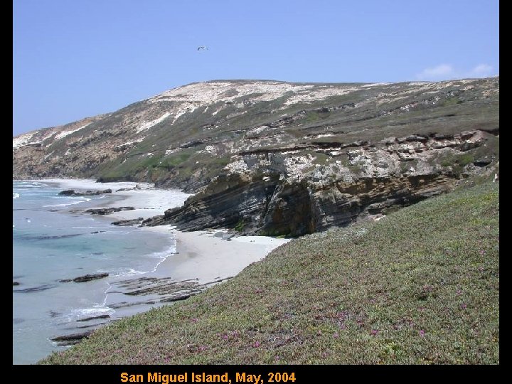 San Miguel Island, May, 2004 