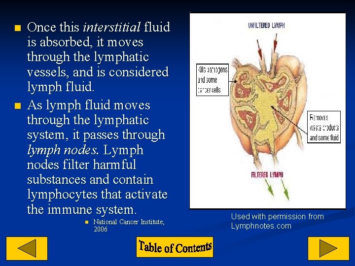 n n Once this interstitial fluid is absorbed, it moves through the lymphatic vessels,