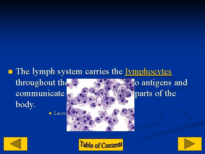 n The lymph system carries the lymphocytes throughout the body to respond to antigens
