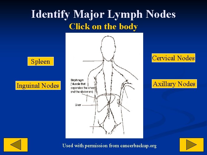 Identify Major Lymph Nodes Click on the body Spleen Inguinal Nodes Cervical Nodes Axillary