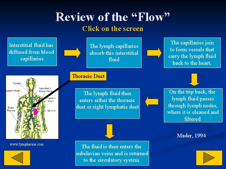 Review of the “Flow” Click on the screen Interstitial fluid has diffused from blood
