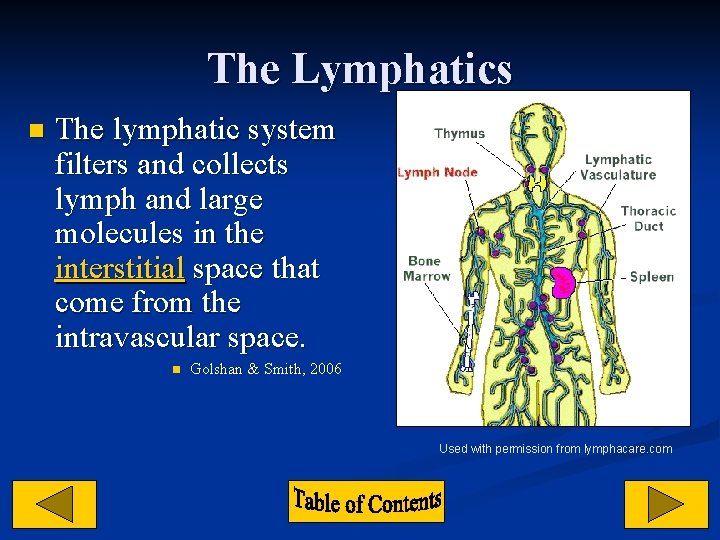 The Lymphatics n The lymphatic system filters and collects lymph and large molecules in