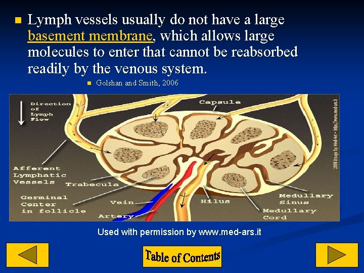 n Lymph vessels usually do not have a large basement membrane, which allows large