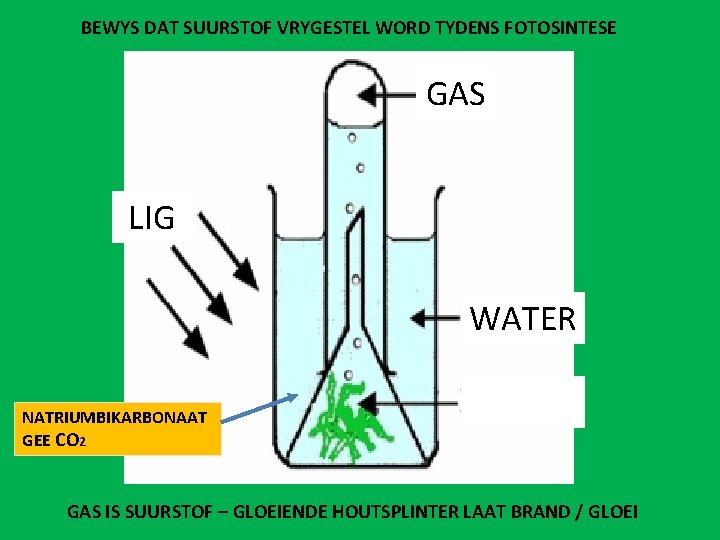 BEWYS DAT SUURSTOF VRYGESTEL WORD TYDENS FOTOSINTESE GAS LIG WATER NATRIUMBIKARBONAAT GEE CO 2