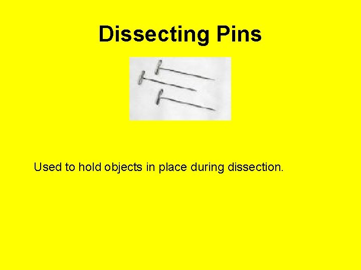 Dissecting Pins Used to hold objects in place during dissection. 