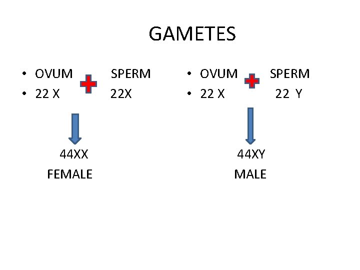 GAMETES • OVUM • 22 X 44 XX FEMALE SPERM 22 X • OVUM