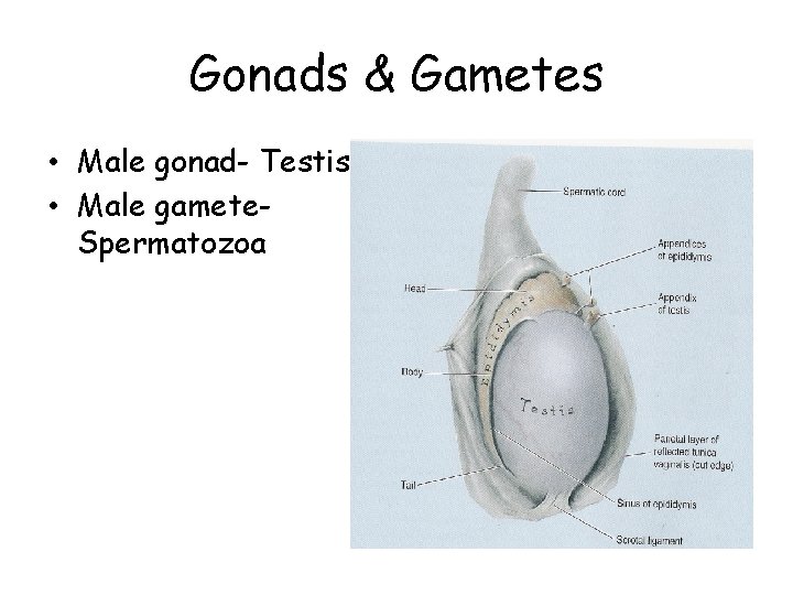 Gonads & Gametes • Male gonad- Testis • Male gamete. Spermatozoa 