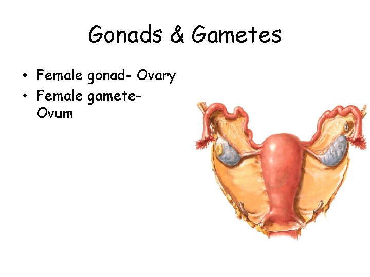 Gonads & Gametes • Female gonad- Ovary • Female gamete. Ovum 