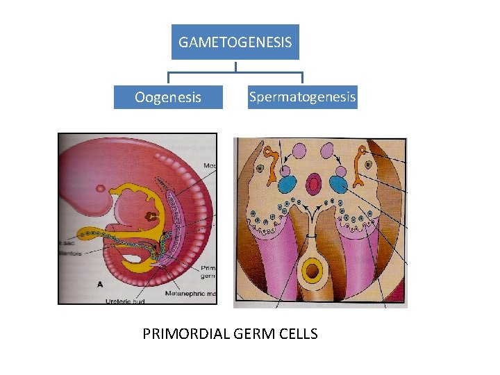GAMETOGENESIS Oogenesis Spermatogenesis PRIMORDIAL GERM CELLS 