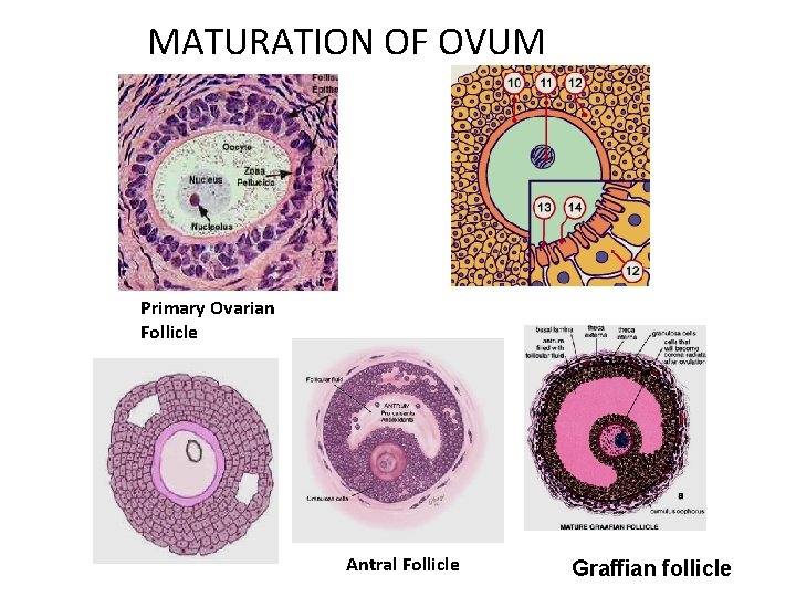 MATURATION OF OVUM Primary Ovarian Follicle Antral Follicle Graffian follicle 