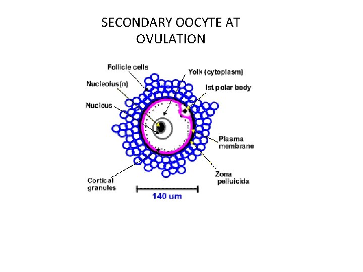 SECONDARY OOCYTE AT OVULATION 