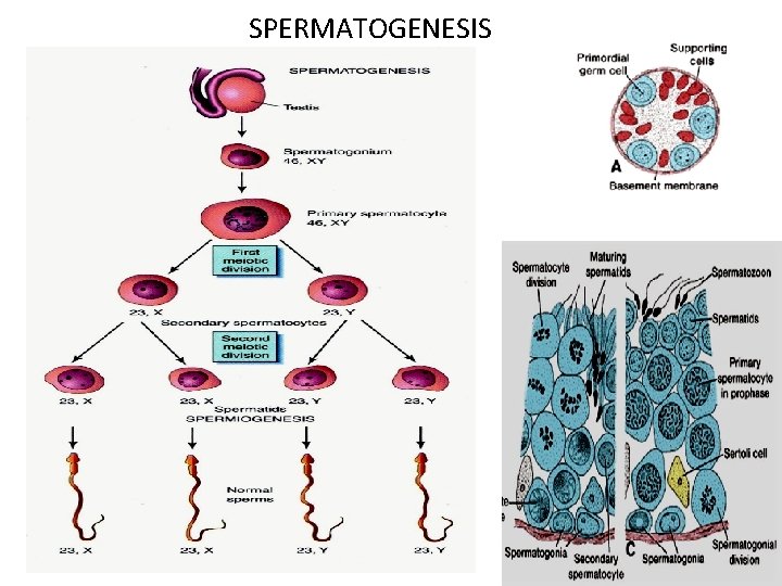 SPERMATOGENESIS 