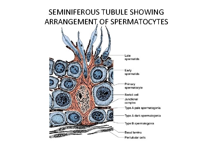 SEMINIFEROUS TUBULE SHOWING ARRANGEMENT OF SPERMATOCYTES 