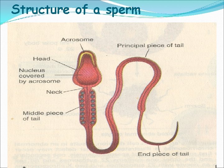 Structure of a sperm 