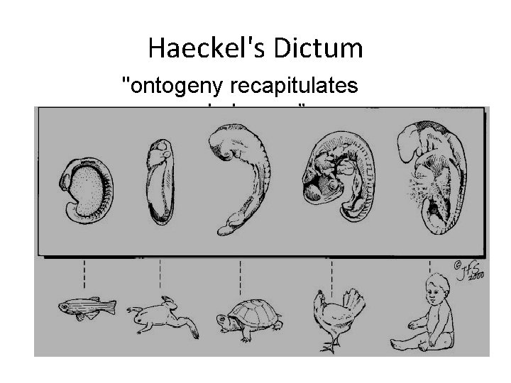 Haeckel's Dictum "ontogeny recapitulates phylogeny” 