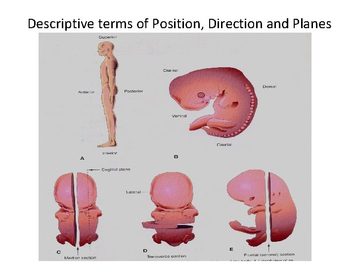 Descriptive terms of Position, Direction and Planes 