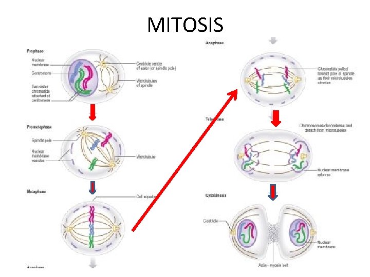 MITOSIS 