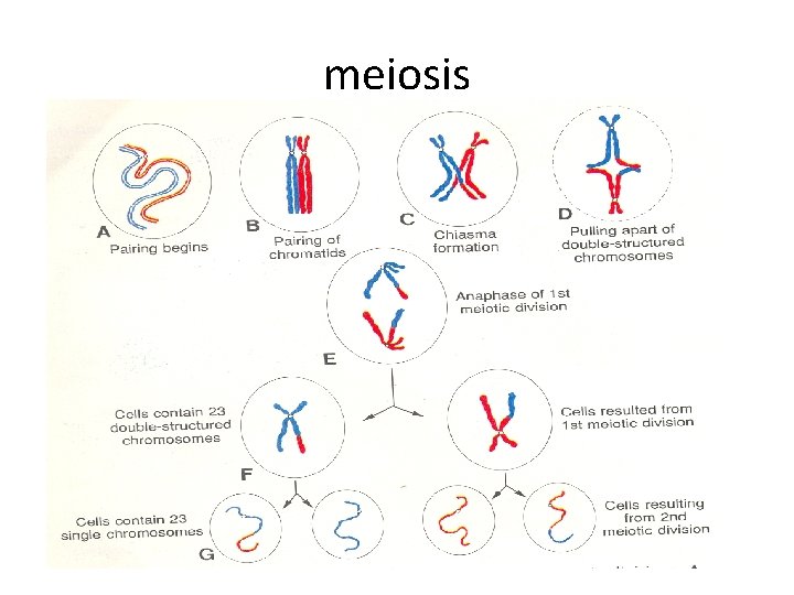 meiosis 