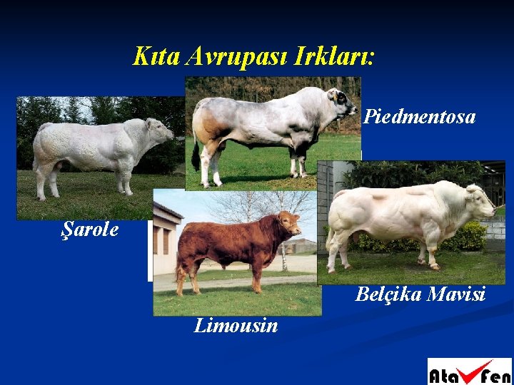Kıta Avrupası Irkları: Piedmentosa Şarole Belçika Mavisi Limousin 