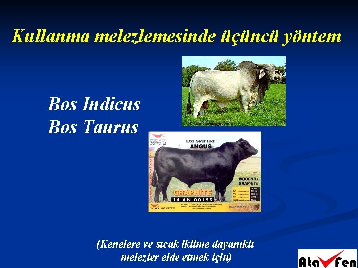 Kullanma melezlemesinde üçüncü yöntem Bos Indicus Bos Taurus (Kenelere ve sıcak iklime dayanıklı melezler