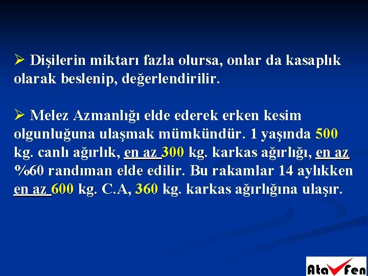 Ø Dişilerin miktarı fazla olursa, onlar da kasaplık olarak beslenip, değerlendirilir. Ø Melez Azmanlığı