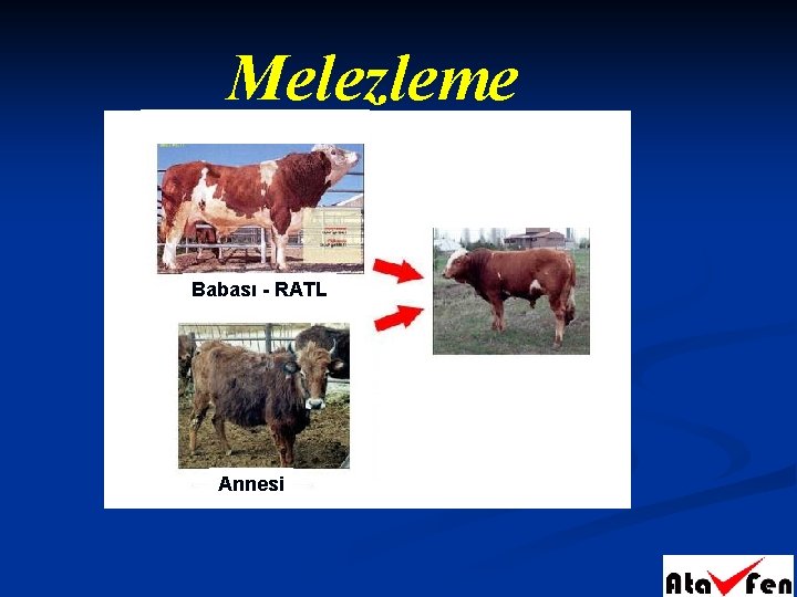 Melezleme Babası - RATL Annesi 