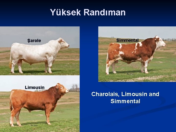 Yüksek Randıman Şarole Simmental Limousin Charolais, Limousin and Simmental 