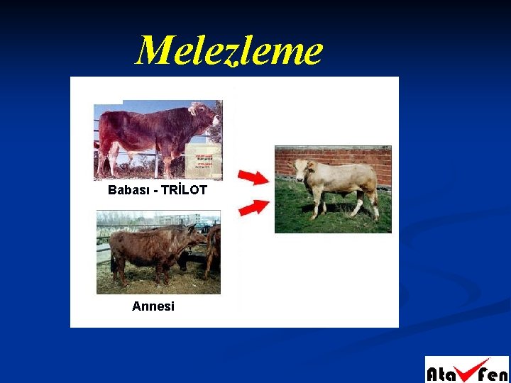 Melezleme Babası - TRİLOT Annesi 