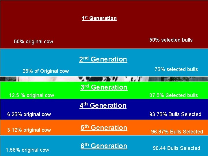 1 st Generation 50% selected bulls 50% original cow 2 nd Generation 75% selected