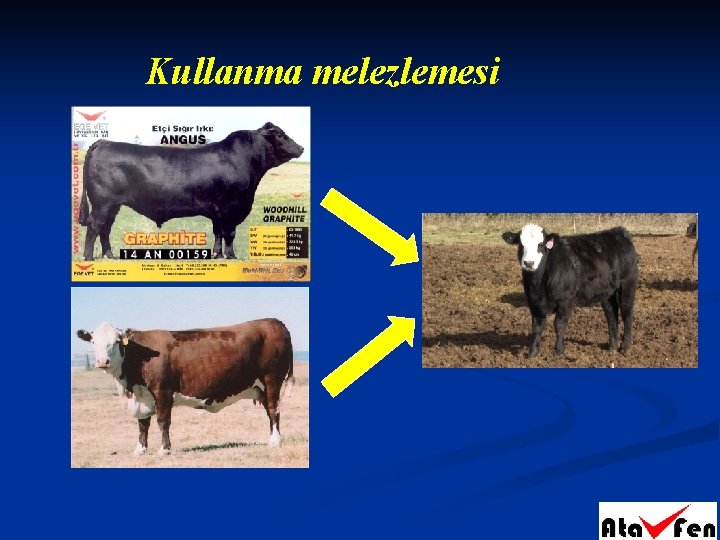 Kullanma melezlemesi 