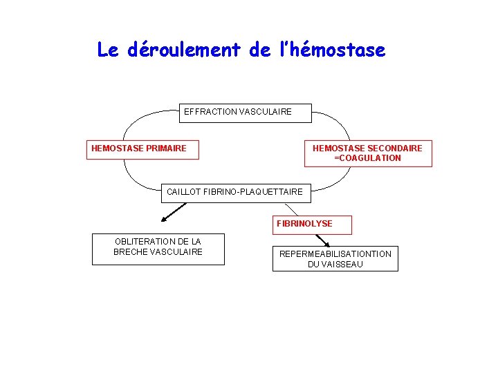Le déroulement de l’hémostase EFFRACTION VASCULAIRE HEMOSTASE PRIMAIRE HEMOSTASE SECONDAIRE =COAGULATION CAILLOT FIBRINO-PLAQUETTAIRE FIBRINOLYSE