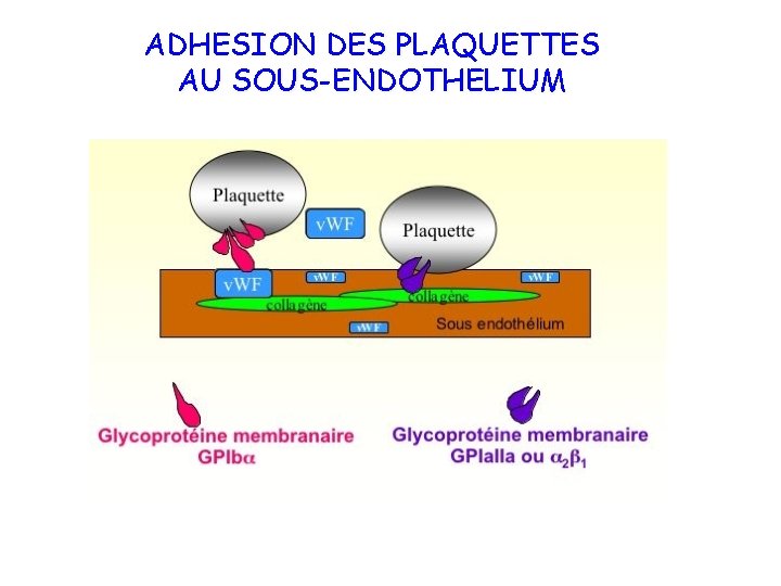 ADHESION DES PLAQUETTES AU SOUS-ENDOTHELIUM 