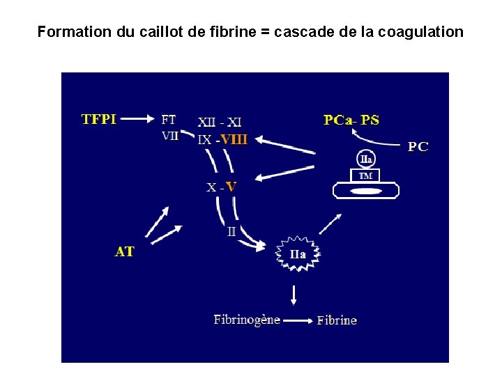 Formation du caillot de fibrine = cascade de la coagulation 